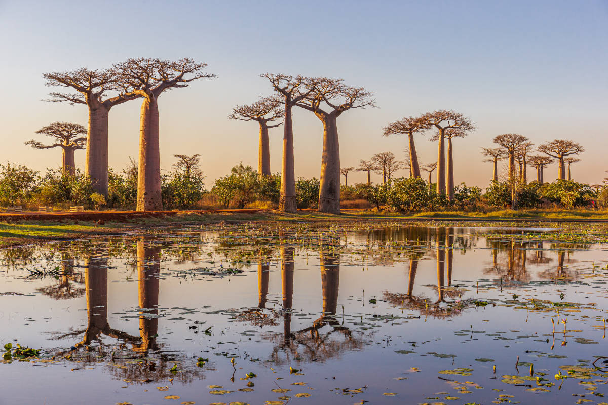 Madagascar - Image 2